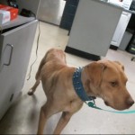 Animals Available At Cmpd Animal Services This Dog Id#a1170807
