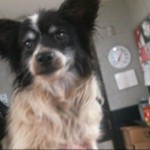 Animals Available At Cmpd Animal Services This Dog Id#a1170814