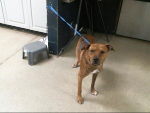 Animals Available At Cmpd Animal Services This Dog Id#a1170819