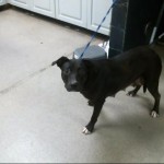 Animals Available At Cmpd Animal Services This Dog Id#a1170820