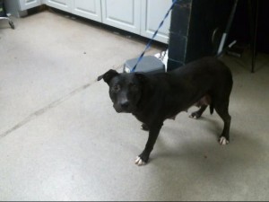 Animals Available At Cmpd Animal Services This Dog Id#a1170820