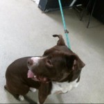Animals Available At Cmpd Animal Services This Dog Id#a1170831