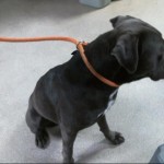 Animals Available At Cmpd Animal Services This Dog Id#a1170833