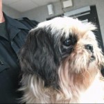 Animals Available At Cmpd Animal Services This Dog Id#a1170845