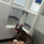 Animals Available At Cmpd Animal Services This Dog Id#a1170846