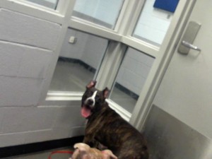 Animals Available At Cmpd Animal Services This Dog Id#a1170846