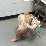 Animals Available At Cmpd Animal Services This Dog Id#a1170847