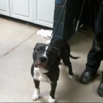Animals Available At Cmpd Animal Services This Dog Id#a1170848