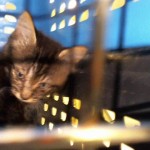 Animals Available At Cmpd Animal Services Waldo Id#a1170600
