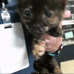 Animals Available At Cmpd Animal Services Widow Id#a1170184
