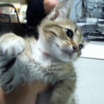 Animals Available At Cmpd Animal Services Wolverine Id#a1170191