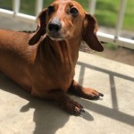 Cooper