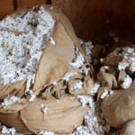 Cotton Ginning Days 1