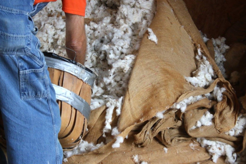 Cotton Ginning Days 5