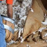 Cotton Ginning Days 5