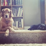 Dog Day