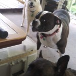 Gibbs, Abby, Ziva