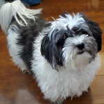 Harley