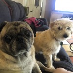 Mylo & Dega