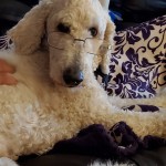 Pawsome Dog