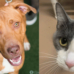 Pet Adoption Cov