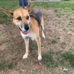 Pets Available For Adoption In August Bella