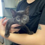 Pets Available For Adoption In August Candy
