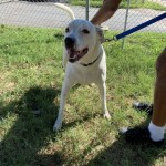 Pets Available For Adoption In August Cooper Blue