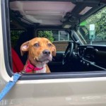 Pets Available For Adoption In August Cupcake