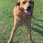 Pets Available For Adoption In August Daisy
