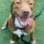 Pets Available For Adoption In August Dandy