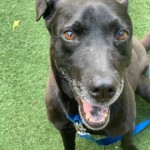 Pets Available For Adoption In August Gertrude