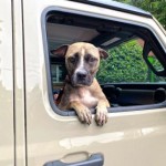 Pets Available For Adoption In August Gracie