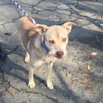 Pets Available For Adoption In August Grey
