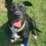 Pets Available For Adoption In August Hayley