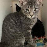 Pets Available For Adoption In August Isaac