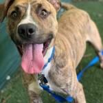 Pets Available For Adoption In August Jude