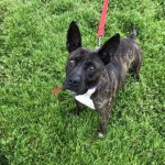 Pets Available For Adoption In August Lil Bit