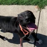 Pets Available For Adoption In August Mags