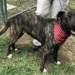 Pets Available For Adoption In August Mallory