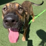 Pets Available For Adoption In August Murphy