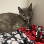 Pets Available For Adoption In August Myrtle