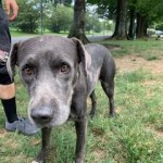 Pets Available For Adoption In August Nighthawk