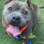 Pets Available For Adoption In August Piggy