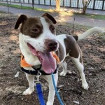 Pets Available For Adoption In August Pistachio