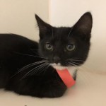 Pets Available For Adoption In August Rasberry