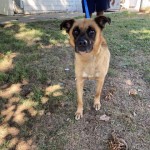 Pets Available For Adoption In August Rex