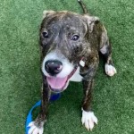 Pets Available For Adoption In August Rowdy