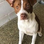 Pets Available For Adoption In August Rudy