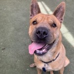 Pets Available For Adoption In August Sasha
